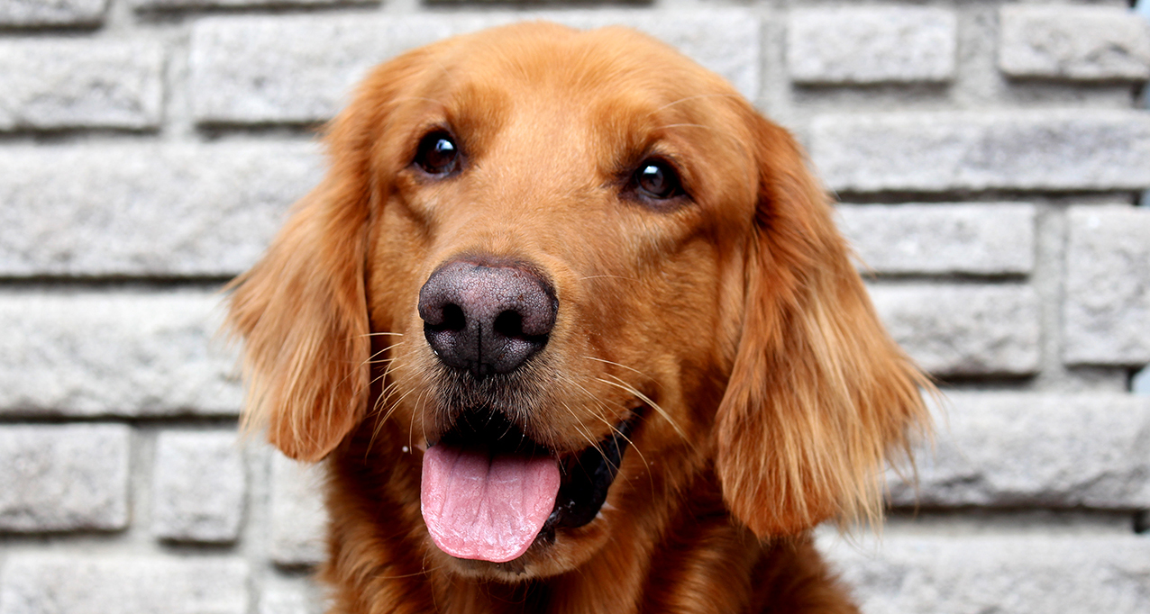 Su nombre es Jack la mascota de Didsa